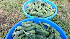 обзор на супер урожайные сорта огурцов 🥒