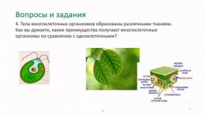 Биология. Ткани растений. Практика