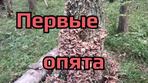 Одно дерево,одно ведро