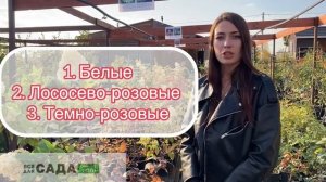 Гортензия Полистар описание и характеристика сорта