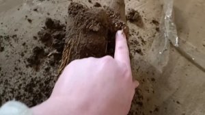 Магнолия размножение воздушными отводками