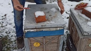 Проблемы при зимовке пчел