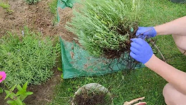 Лаванда искупала и посадила чистенькую смотреть онлайн