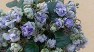 Фіалка трейлер ЛЕ-Кудрявый Хмель