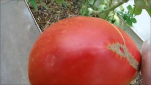 Удивит томат Фрекен Бок!!!  Надёжный, урожайный,  крупно