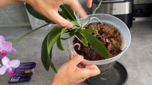 Как размножить орхидею с помощью цитокининовой пасты