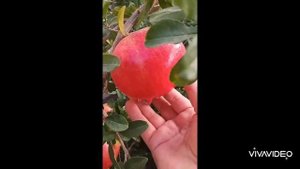 как посадить гранат? .урожай. огород.Гранат .калай егем