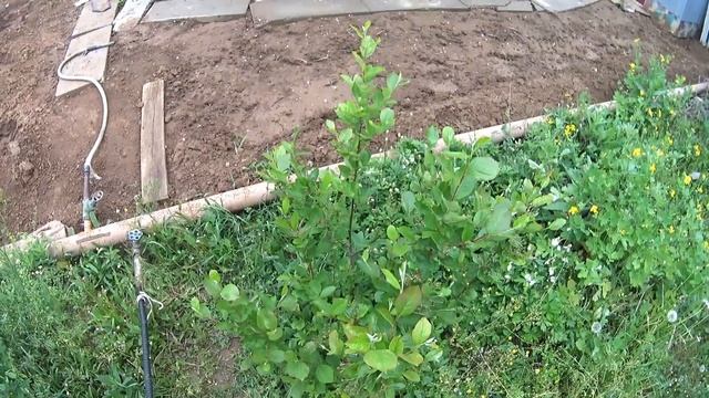 ЧЕРНОПЛОДНАЯ РЯБИНА🌱 на Вашей Даче🏡 и особенности э