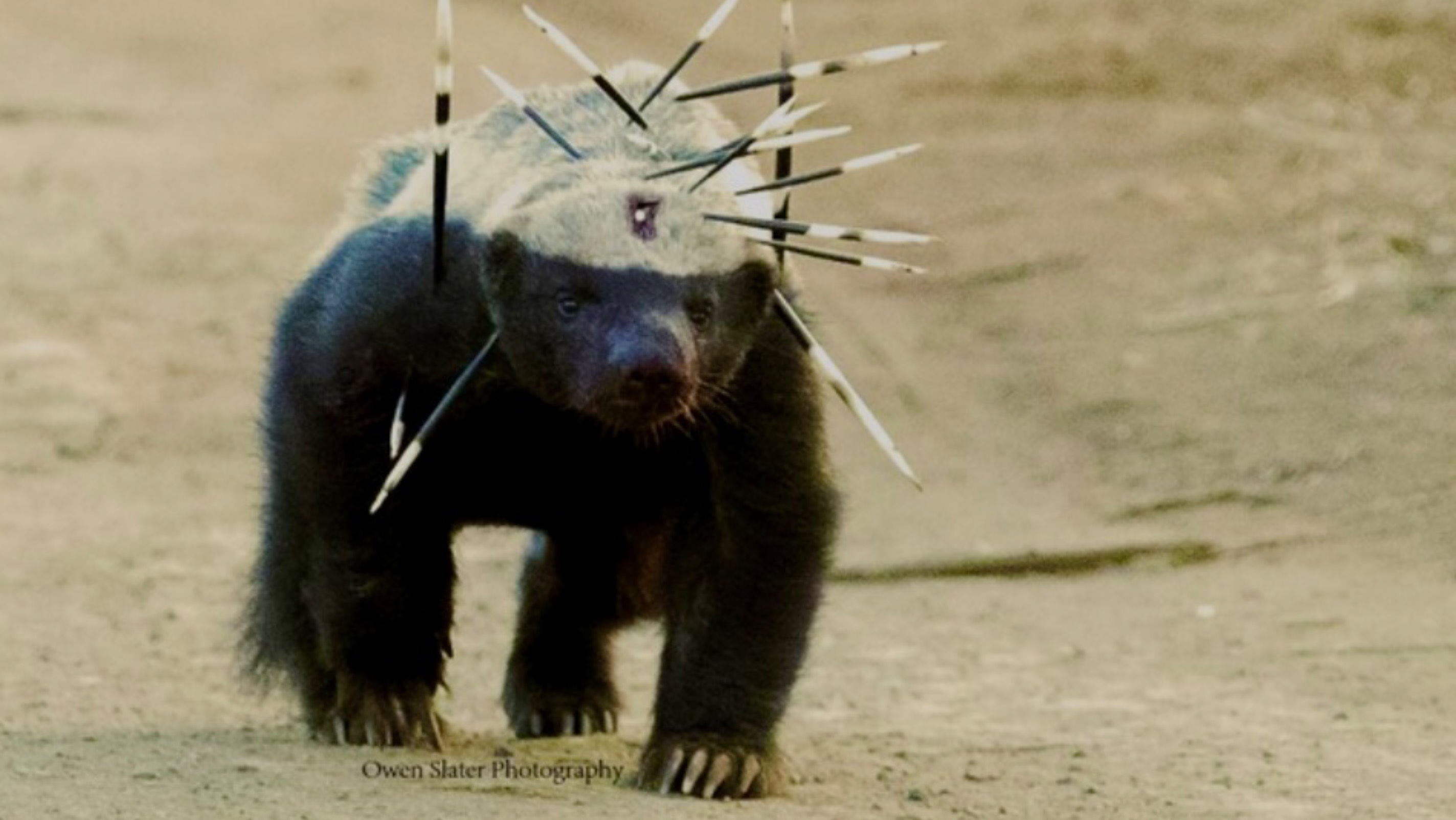 Top 3 самых удивительных животных Новосибирского зоопарка! Эпизод 24