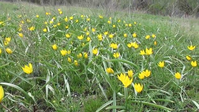 Тюльпаны Биберштейна. смотреть онлайн