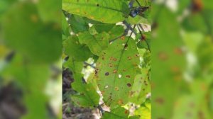 Ржавчина яблони и можжевельника (Gymnosporangium juniperi-virginianae S