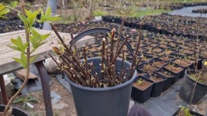 Черенкование гортензии почкой ранней весной