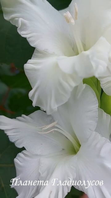 Белоснежный красавец гладиолус Ранний снежок смотреть онлайн