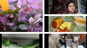 готовим/гуляем/ планируем МЕНЮ🥘🥘🥘🥘🥘👩🍳👩🍳👩🍳👩🍳👩🍳👩🍳