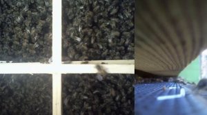 Японский улей - Жизнь пчёл Japan Beehavi