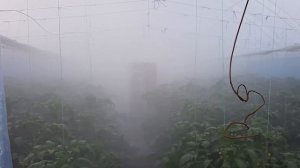 Обзор. Опрыскивания теплицы туманообразователем. Как