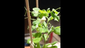 Вырастил горох в горшке.