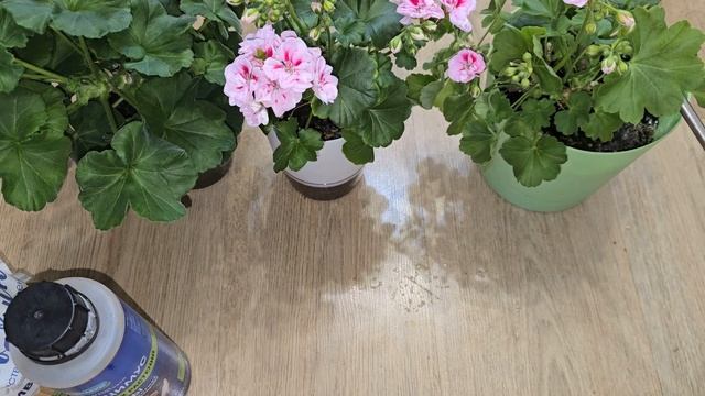 У ГЕРАНИ желтеет, белеет, краснеет листва, не растет, в? смотреть онлайн