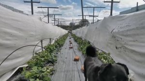 Клубника в период обработки Флороном, какие вносим уд?