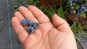 Голубика Торо,  Река, Дюк. У Вас пересорт!!! Пропадают 50 ?