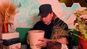 Реанимируем аспарагус перистый + цветение хойи компак