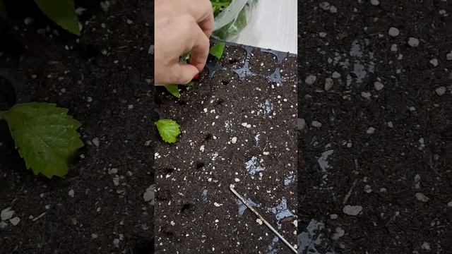 Черенкование гортензии в июле. 🌱 смотреть онлайн