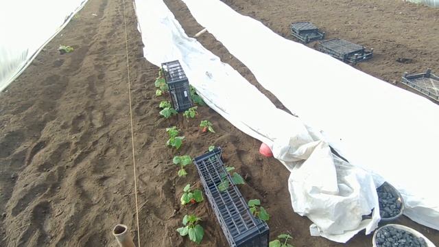 Высажуем огурец в теплицу.  -4 чуть не потеряли рассаду смотреть онлайн