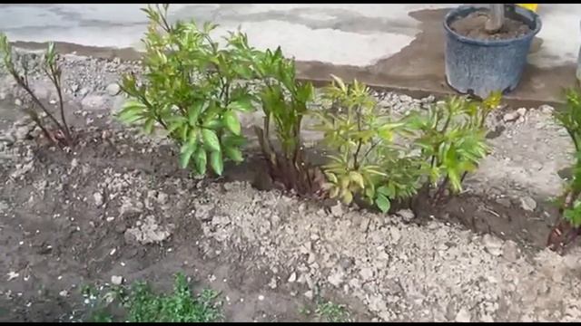 ПИОН гулини ПАРВАРИШЛАШ | Пионы | Уход смотреть онлайн