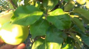 Древний сладкий сорт яблони КОШТЕЛЯ