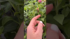 Неукорененный черенок петунии. Показываю свои маточн?