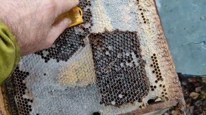 Пчеловодство. Делаю пробный банк маток в зиму. Объедин