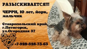 Пропала собака! ЧЕРРИ, 10 лет, йорк, мальчик. Ставропольский край, г.Пятигорск.