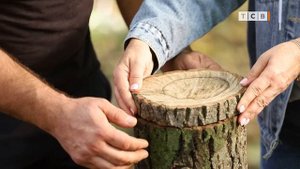 Вёшенки на пнях. Способы для ленивых. Домашние грибы. 6