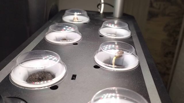 Эксперимент по выращиванию арбузов в домашних услови? смотреть онлайн