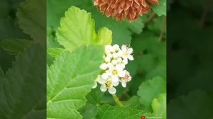 Северный ботанический сад нам 112лет