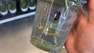 ОБЗОР ОРХИДЕЙ ЛЕРУА МЕРЛЕН (Лемана ПРО) Неоновый Арома