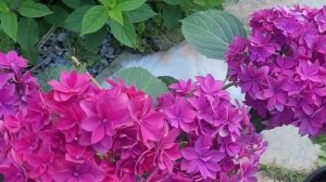 Гортензии Francy Blue и Francy Hot pink