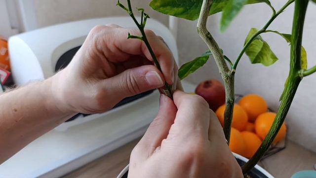 22 02 2025. Прививка лимона на Крайнем Севере. смотреть онлайн