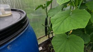 Секреты выращивания огурцов по методу Петровича!