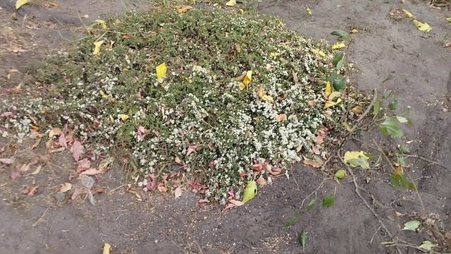 24.10.24 осенний сад смотреть онлайн