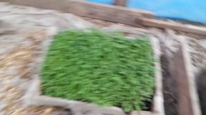 томат цетус F1 2022 год