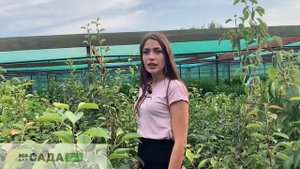 Груша Яковлевская