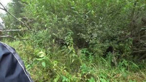 За грибами в лес, много лисичек и красноголовиков. Пер?