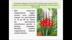 гладиолус