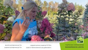 Гортензия Самарская Лидия: почему она так популярна?