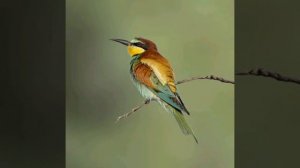 КАКОЙ ГОЛОС У ЗОЛОТИСТОЙ ЩУРКИ.