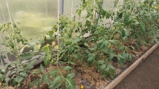 Прошло 40 дней после высадки томатов. Обзор теплицы. смотреть онлайн