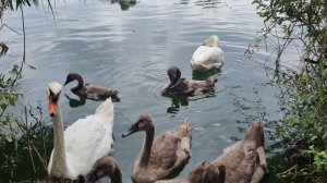 орнитологический парк города  Сочи