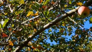 Почему гвоздь вбитый в яблоню дает невероятный урожай