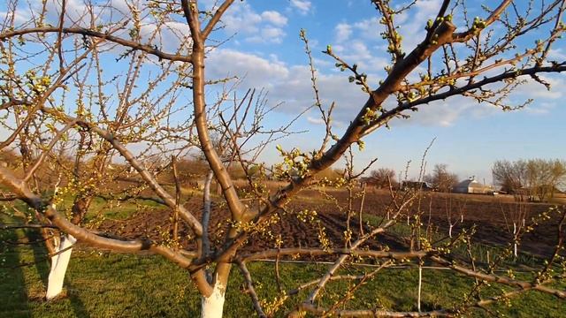 Обробка саду до цвітіння - Хорус+Актара+Ізабіон. Друга смотреть онлайн